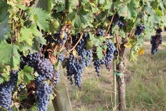 VinhedosTiberini